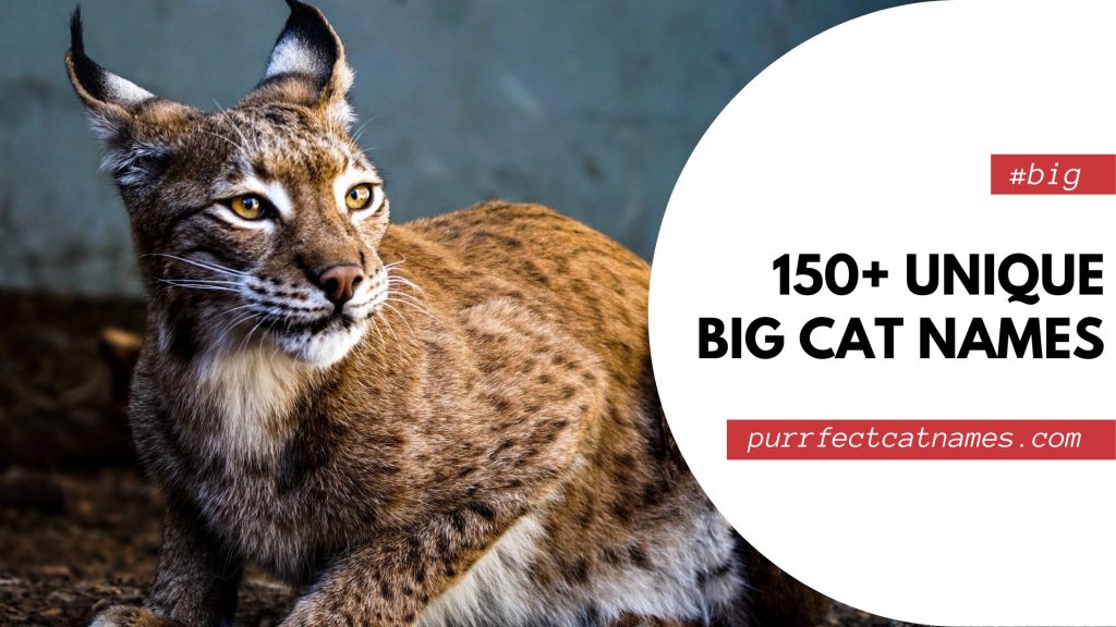 150+ Unique Big Cat Names