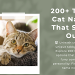 Purrfectly Unique: 200 Tabby Cat Names That Stand Out