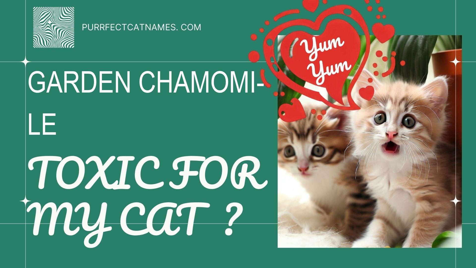 IsGarden Chamomile plant toxic for your cat
