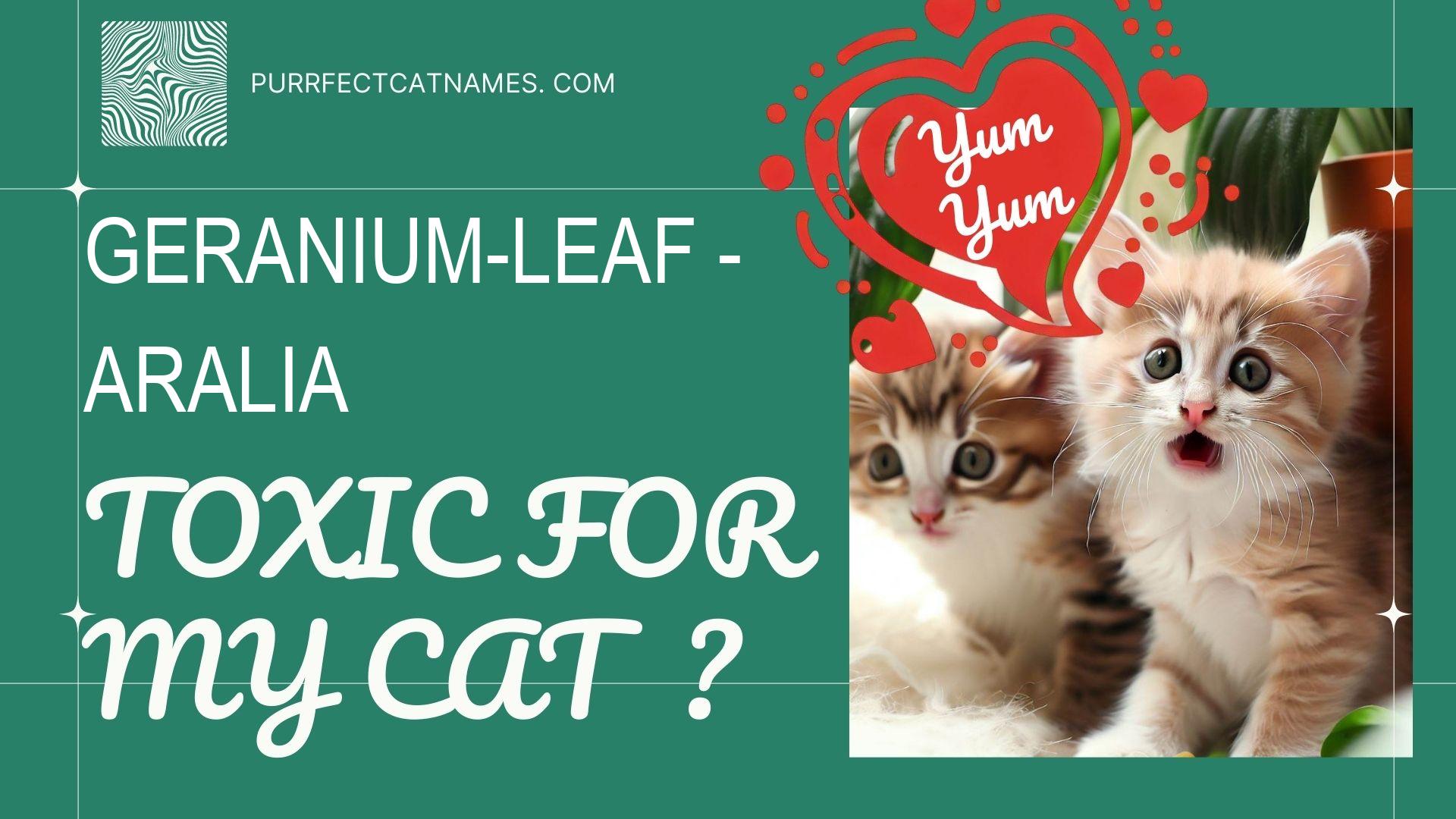 IsGeranium-Leaf Aralia plant toxic for your cat
