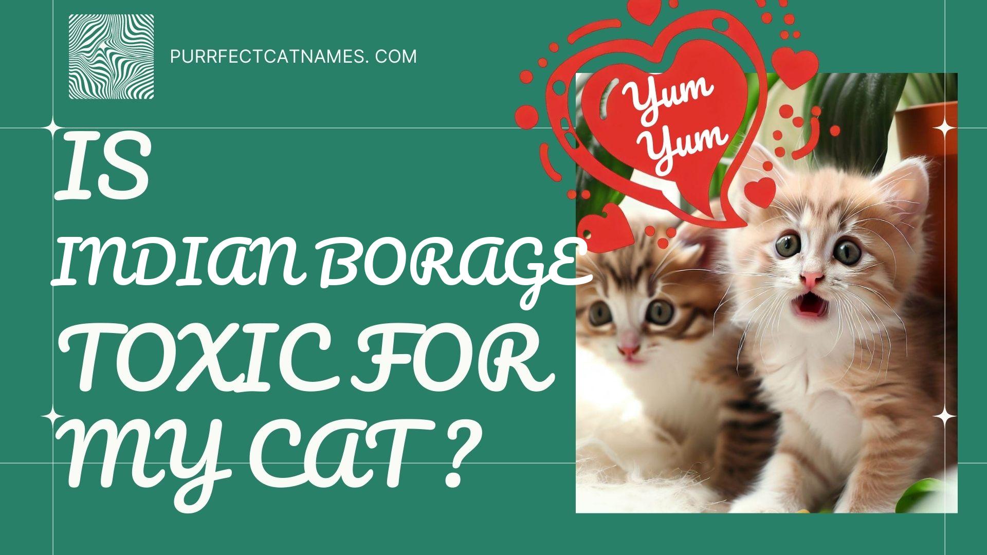 IsIndian Borage plant toxic for your cat