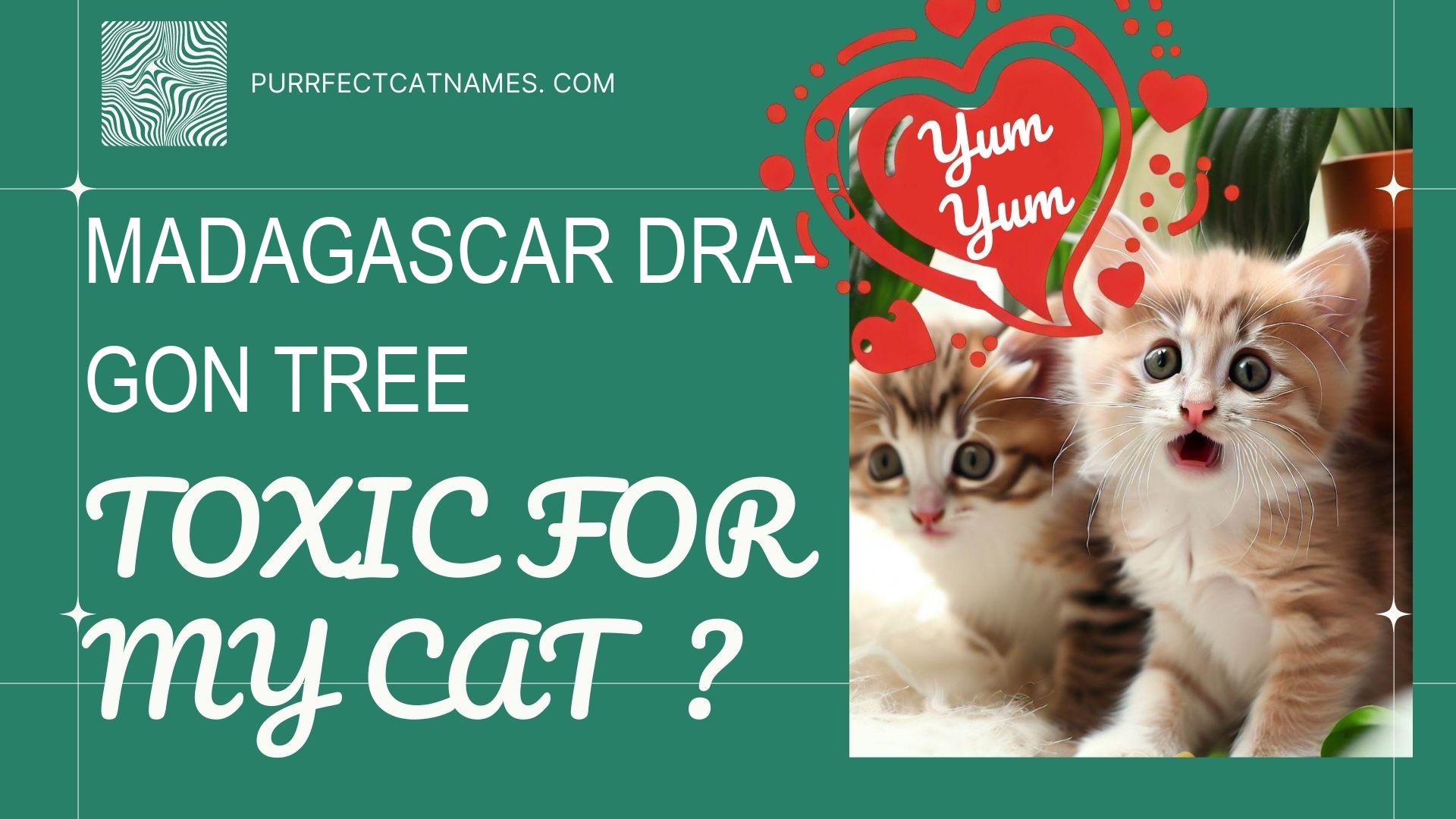 IsMadagascar Dragon Tree plant toxic for your cat