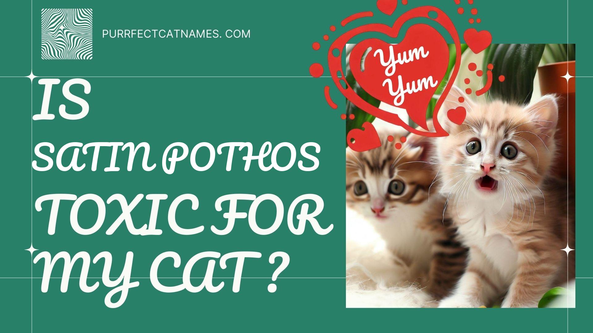 IsSatin Pothos plant toxic for your cat