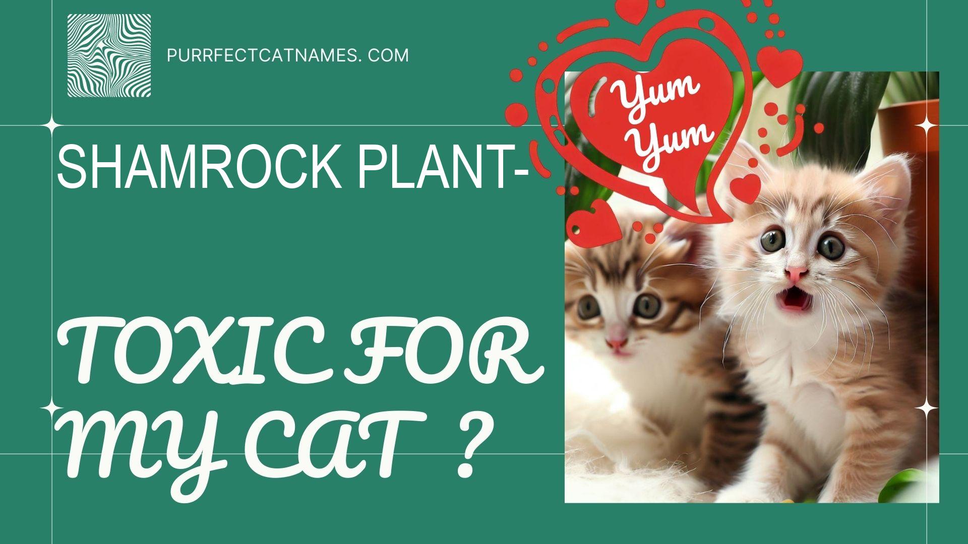 IsShamrock Plant plant toxic for your cat